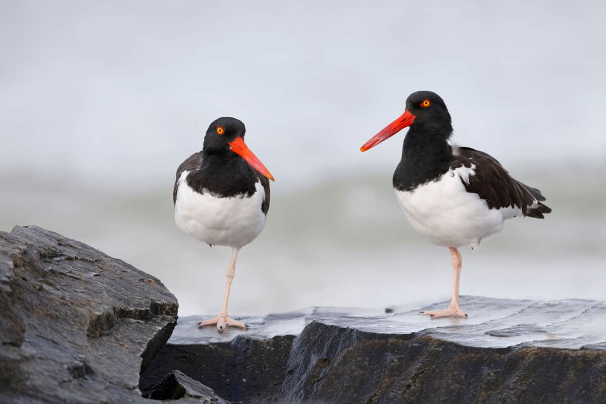 Two American Oystercatchers standing on rocks