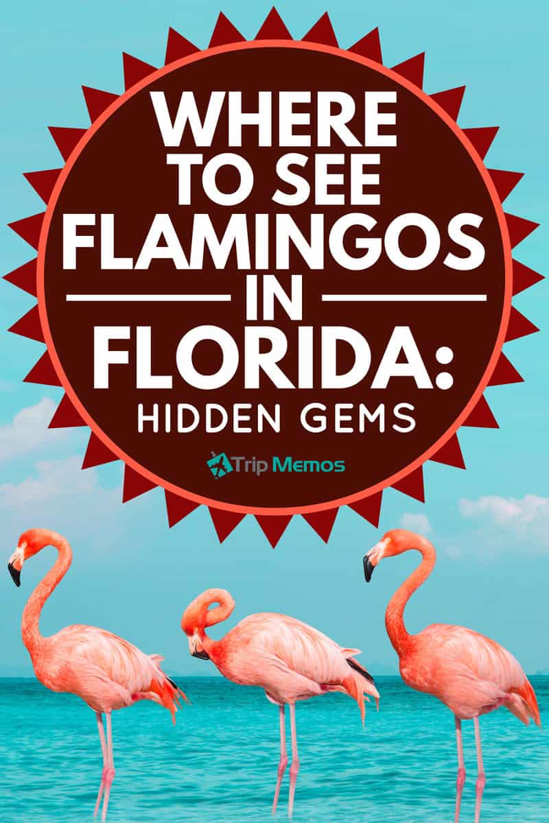 Where To See Flamingos In Florida Hidden Gems