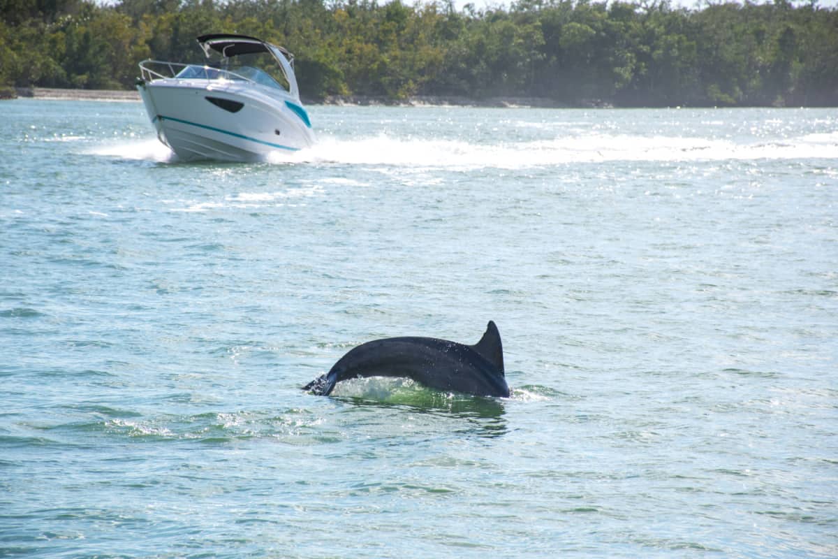 one dolphin jumping out of the water boat moving in the background tree line