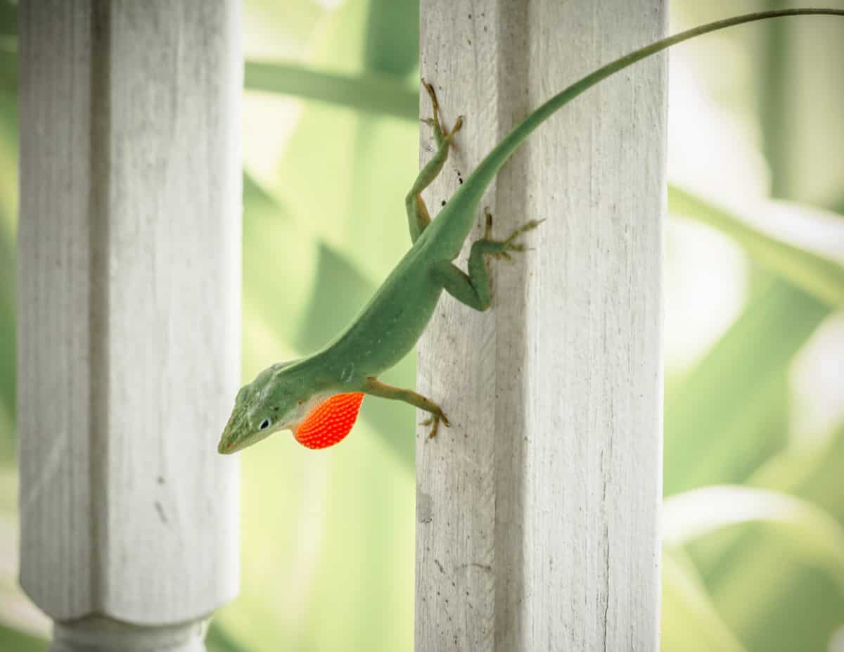 green anole in Florida