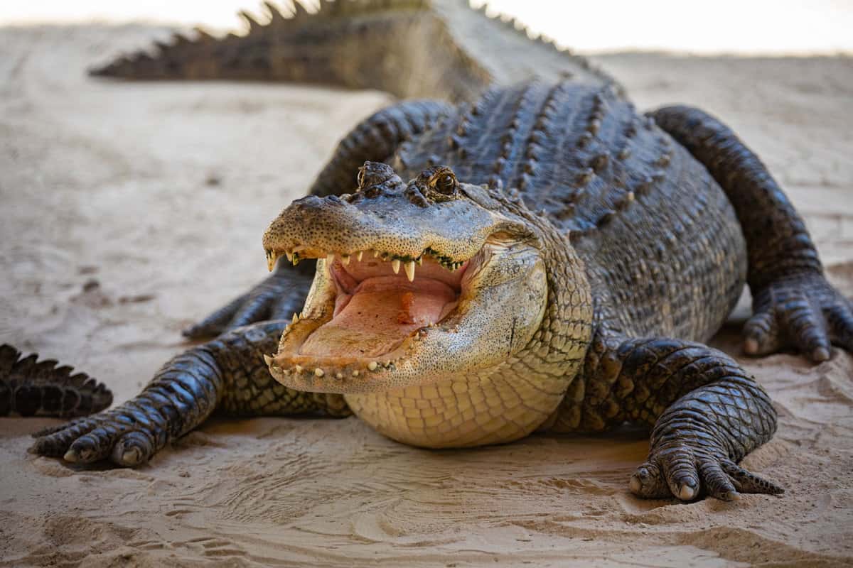 The famous American Crocodile