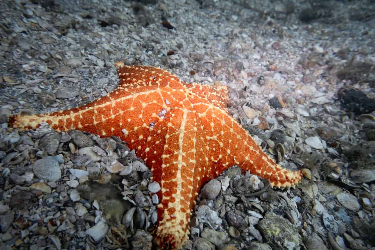 Orange star fish