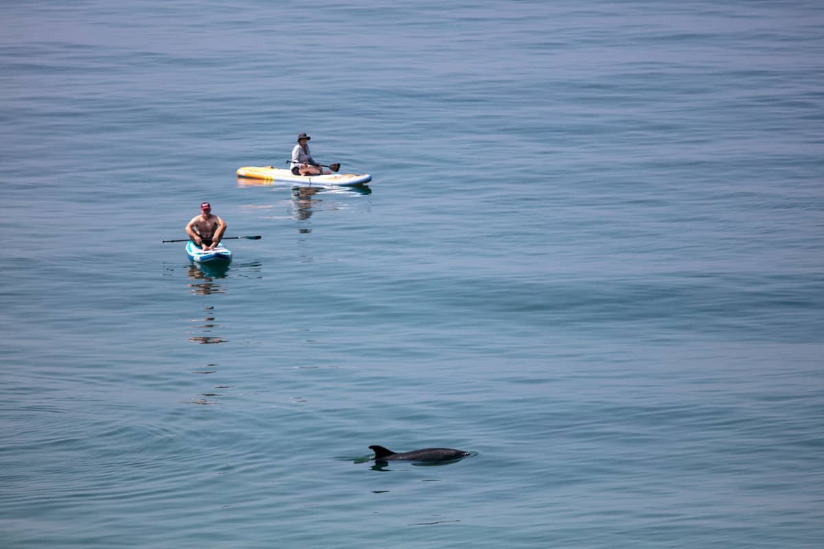 Two tourist spotting a dolphin whilst kayaking