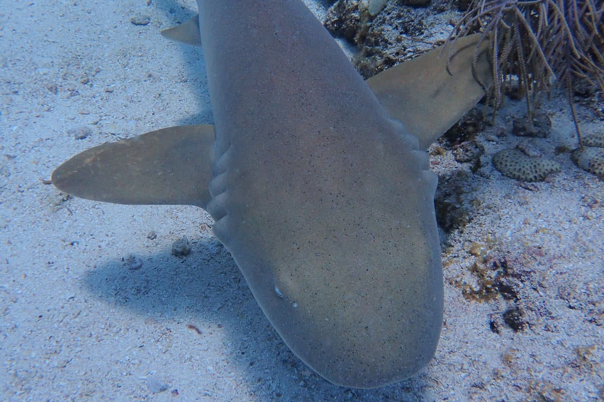 A huge shark swimming near the seafloor