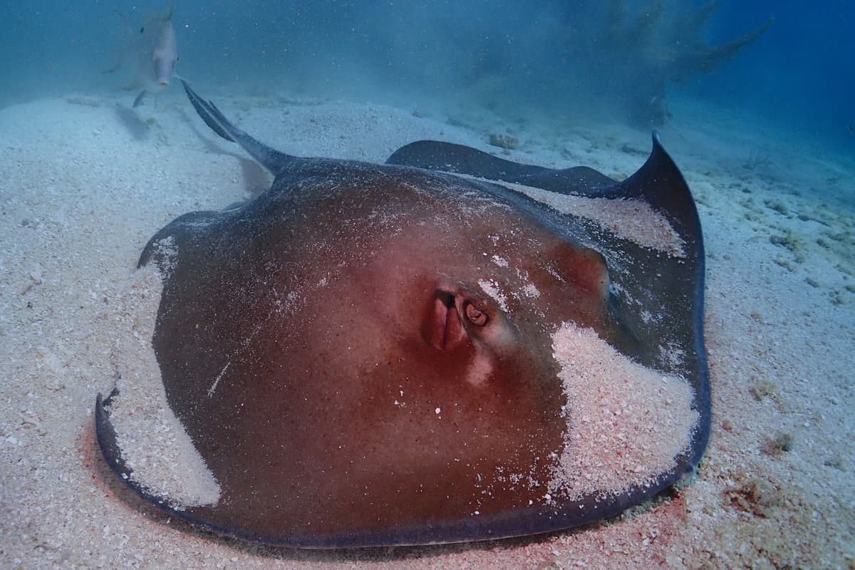 Southern stingray in Florida