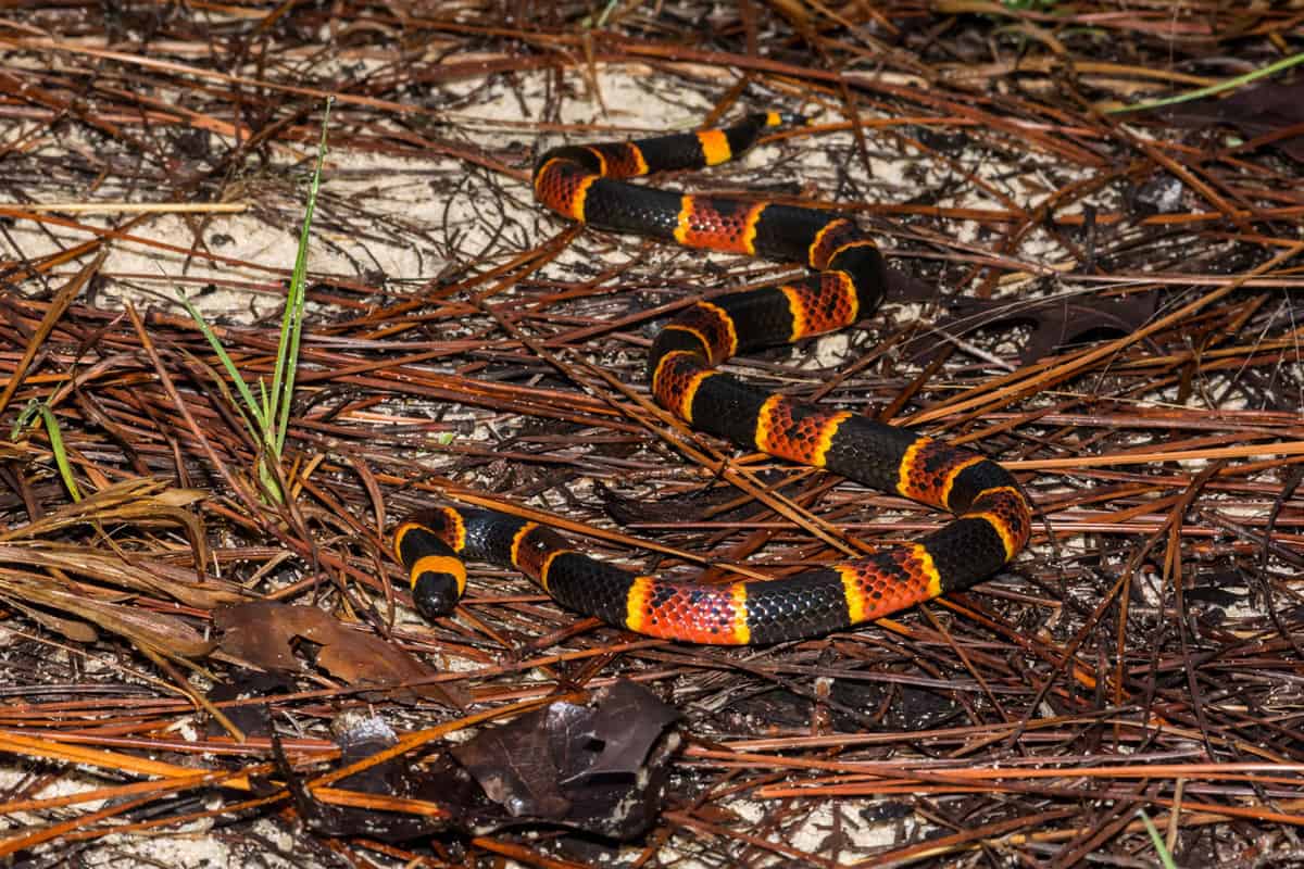 Deadly coral snake