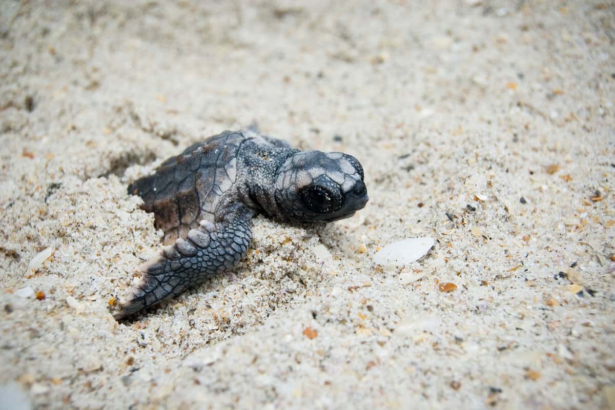 A litter turtle coming out of the sand