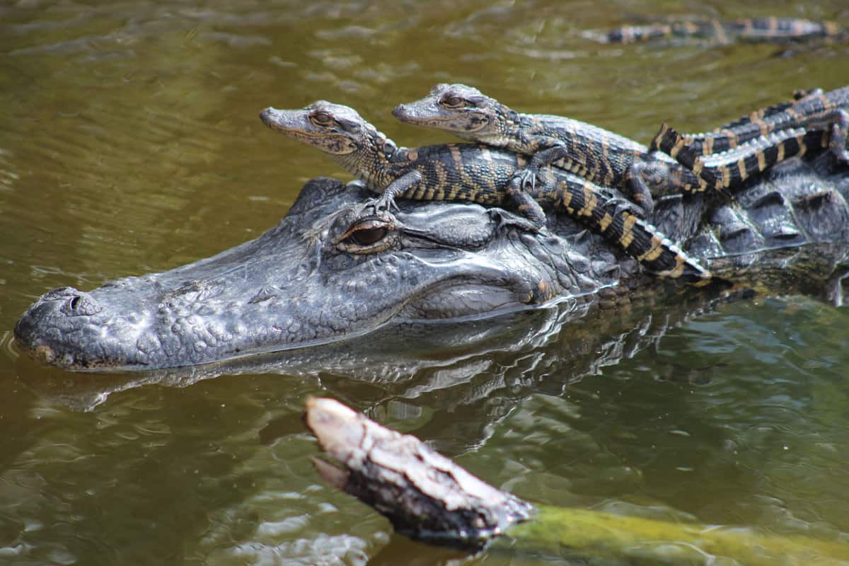 Baby alligators hoping on to their mothers back