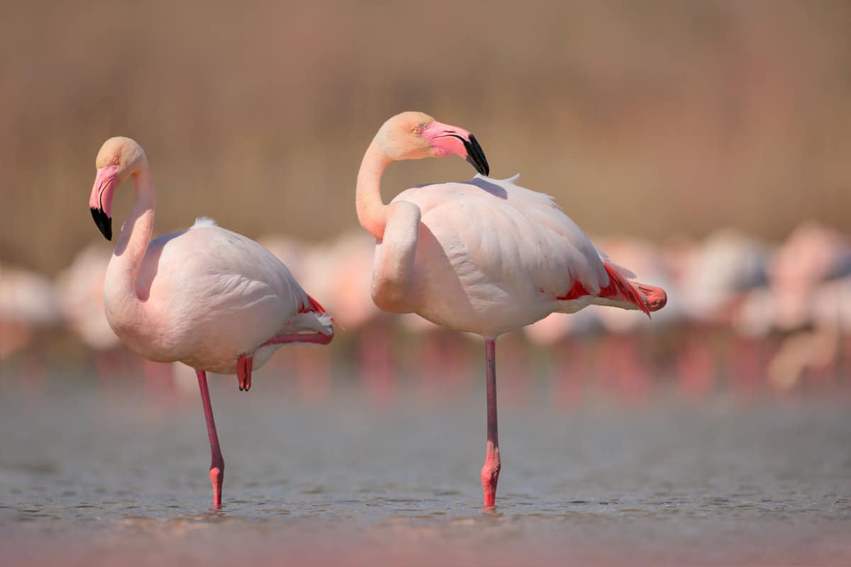 Flamingos cleaning feathers standing on one leg
