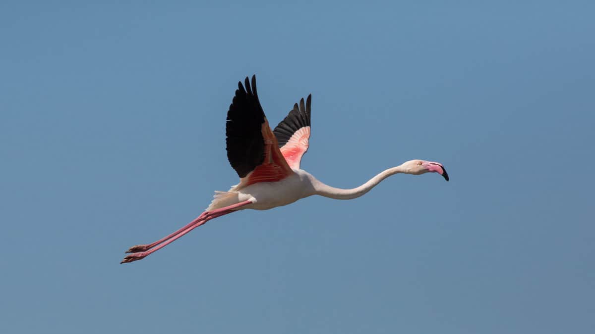 Flying Greater flamingo (Phoenicopterus roseus)