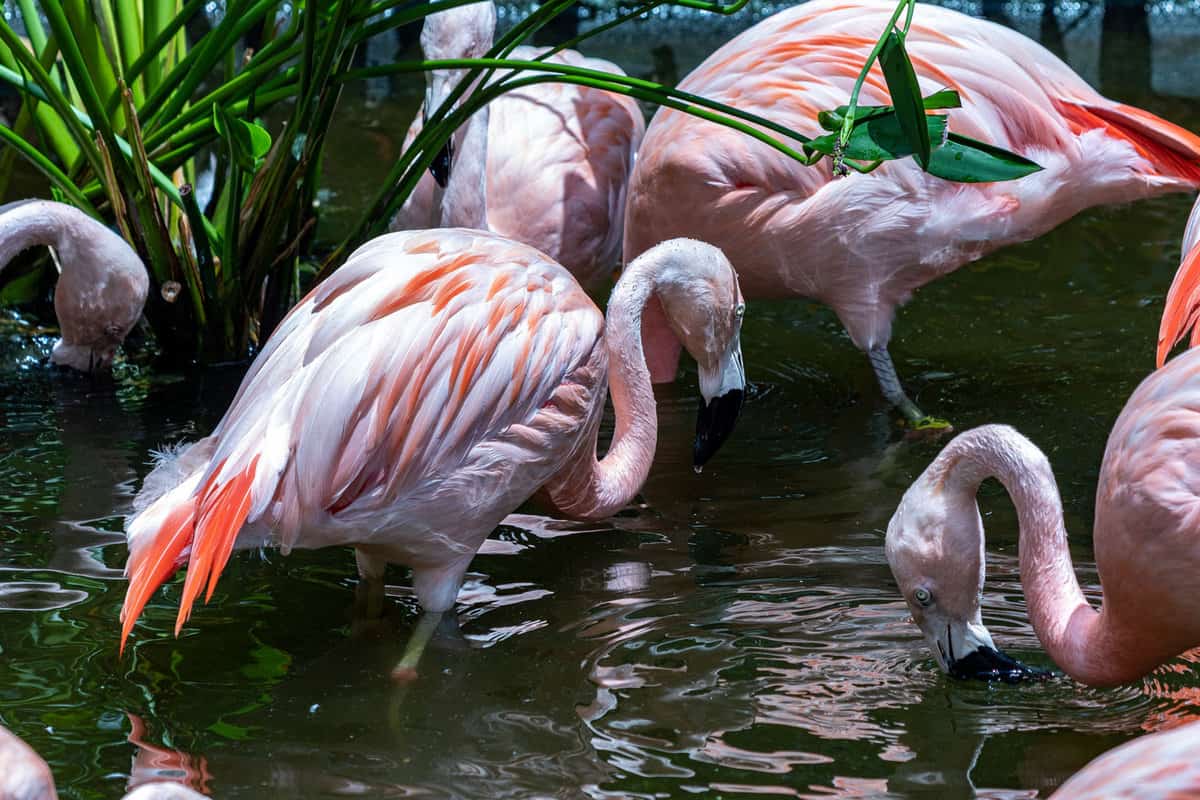 Gorgeous Flamingos