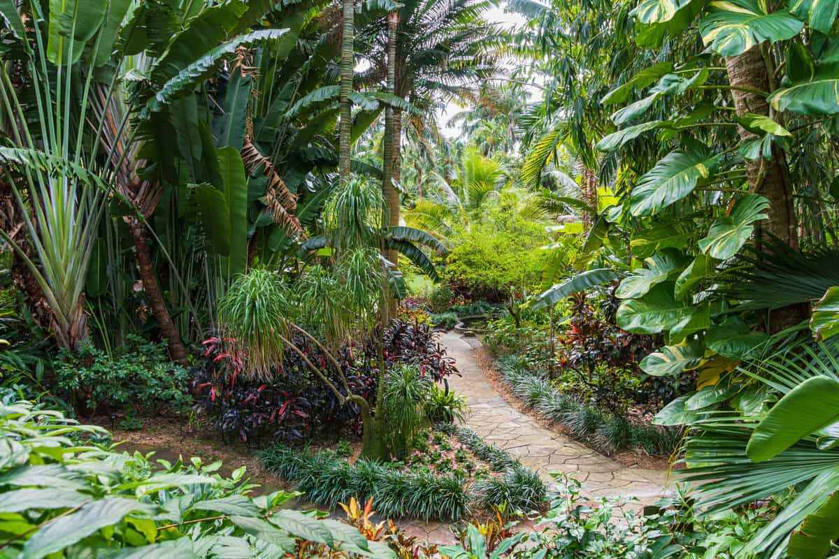 Gorgeous lush Foliage found in the Sunken Garden of Florida, Sunken Gardens in St. Petersburg Unveiled