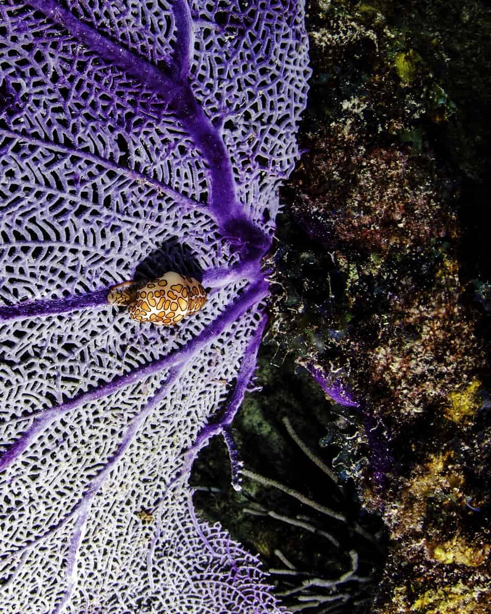 Flamingo tongue cowry on a purple sea fan attached the the shipwreck the Benwood in Key Largo, Florida located inside of the John Pennekamp State Park