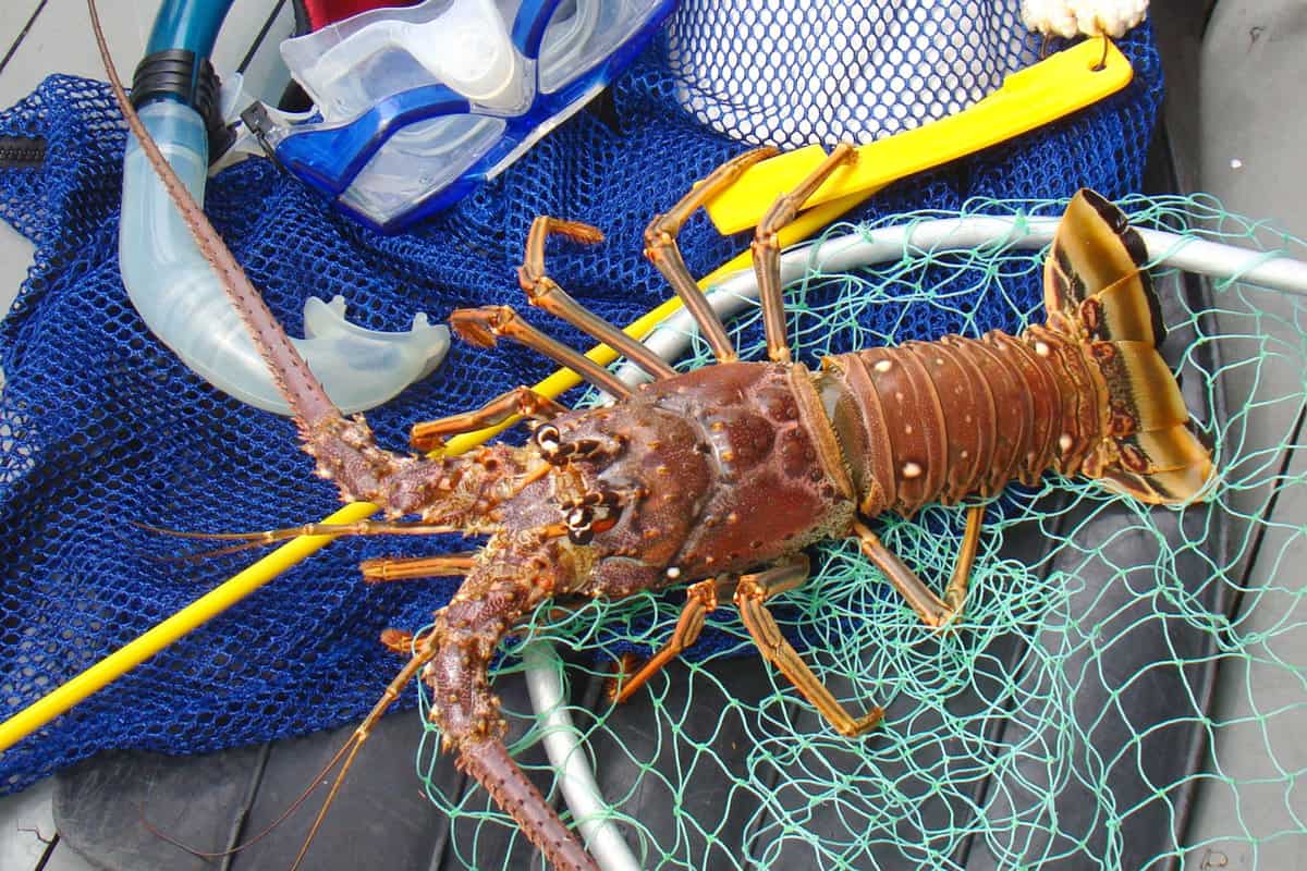 Lobster Destin local market