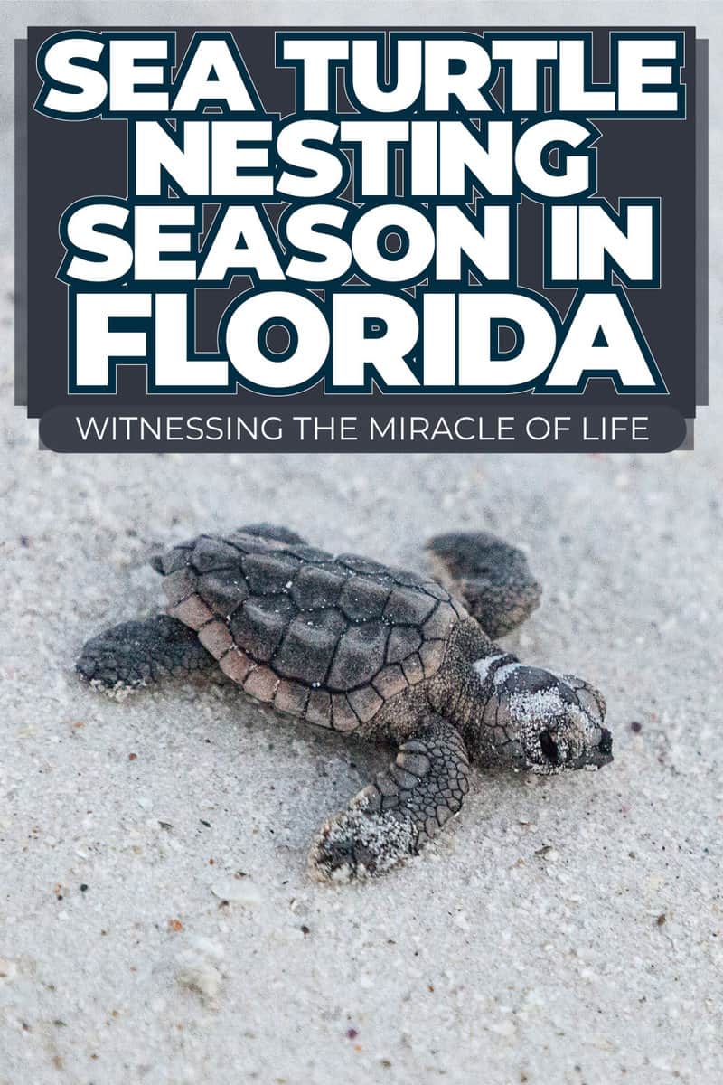Sea Turtle Nesting Season In Florida: Witnessing The Miracle Of Life