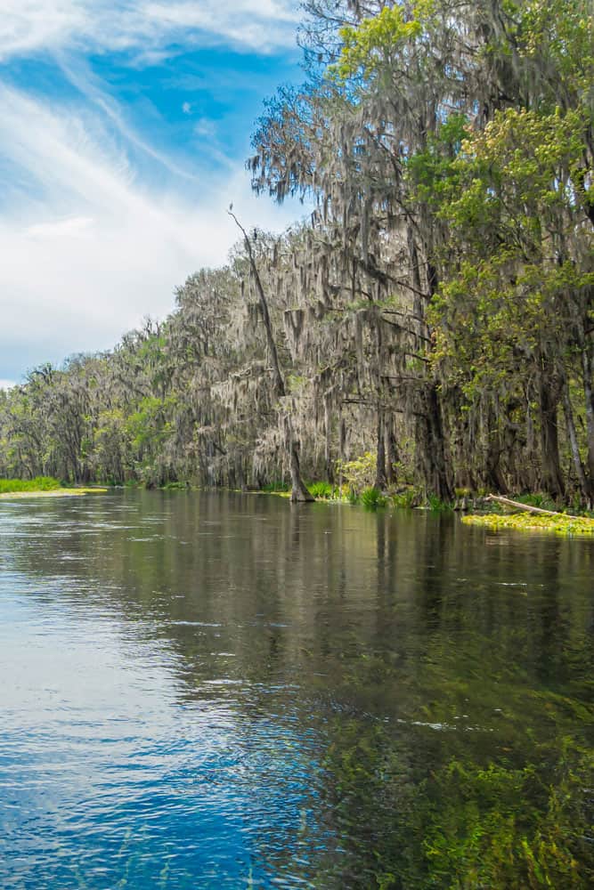 The pristine waters of Suwannee River in Florida
