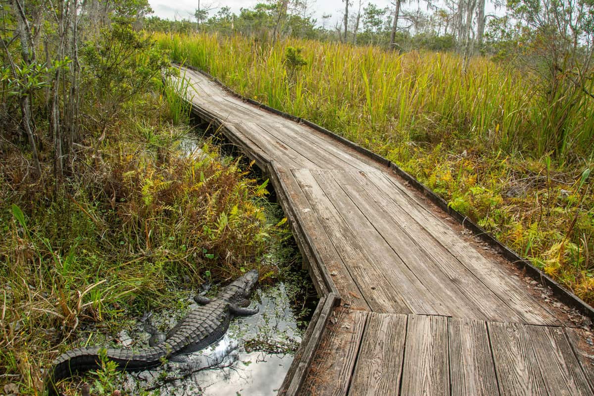 Swamp walk