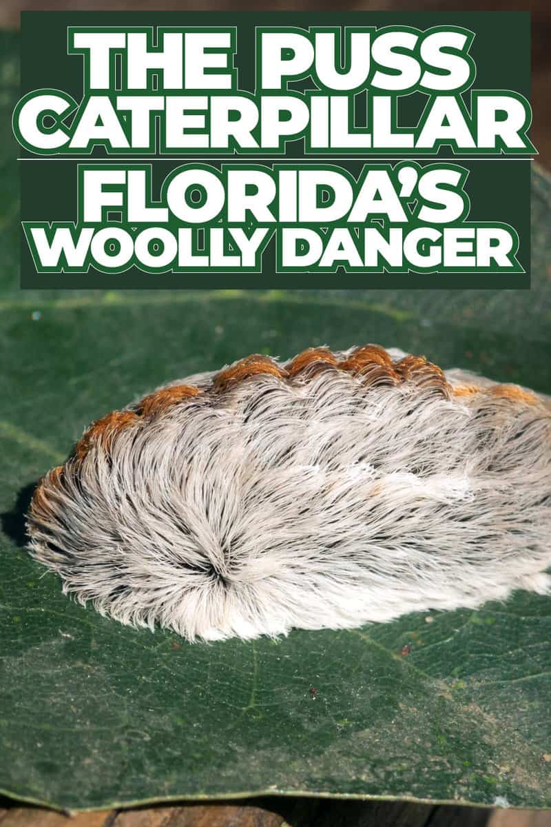 The Puss Caterpillar: Florida's Woolly Danger