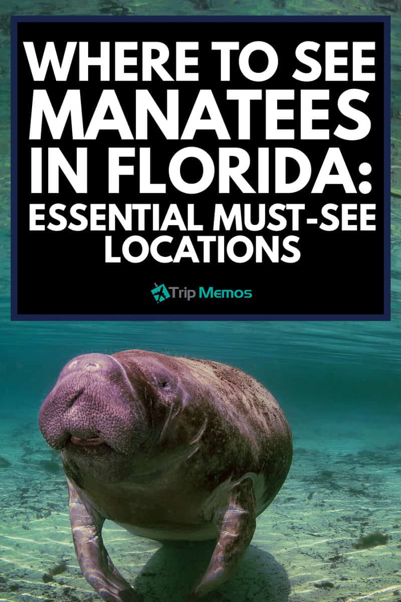 Where To See Manatees In Florida: Essential Must-See Locations
