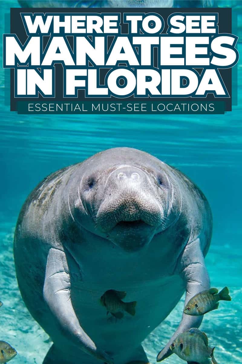 Where To See Manatees In Florida: Essential Must-See Locations