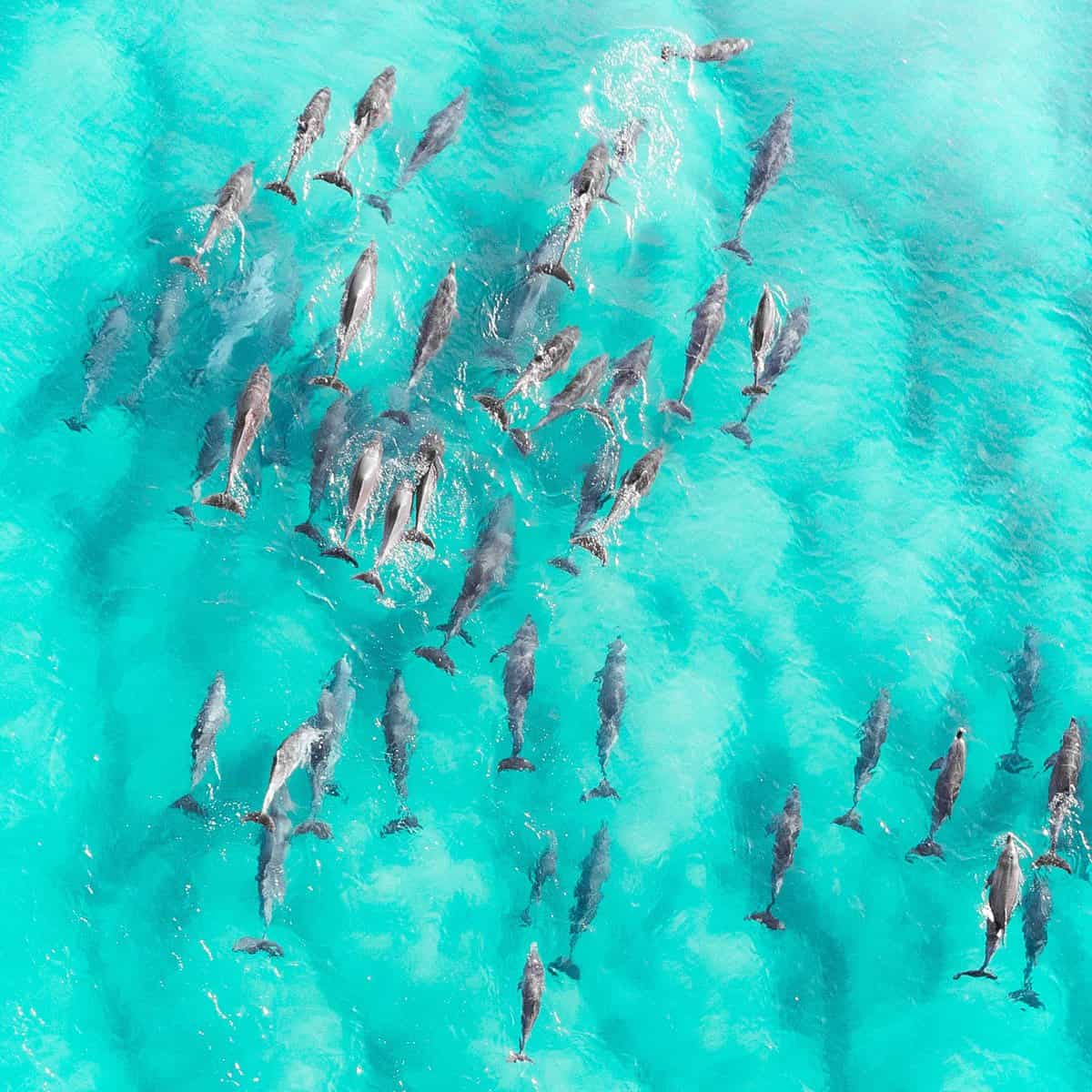 Aerial shot of dolphins in the sea