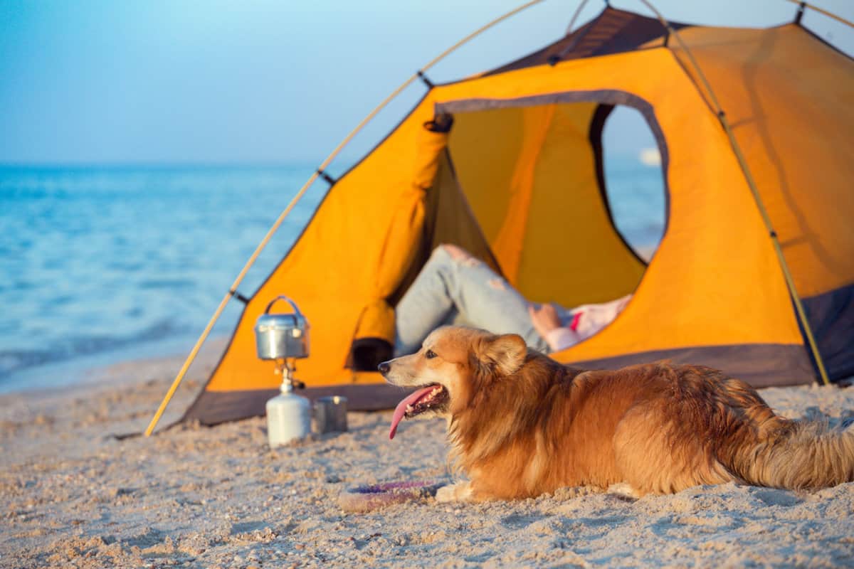 girl with a dog in a tent on the beach at dawn