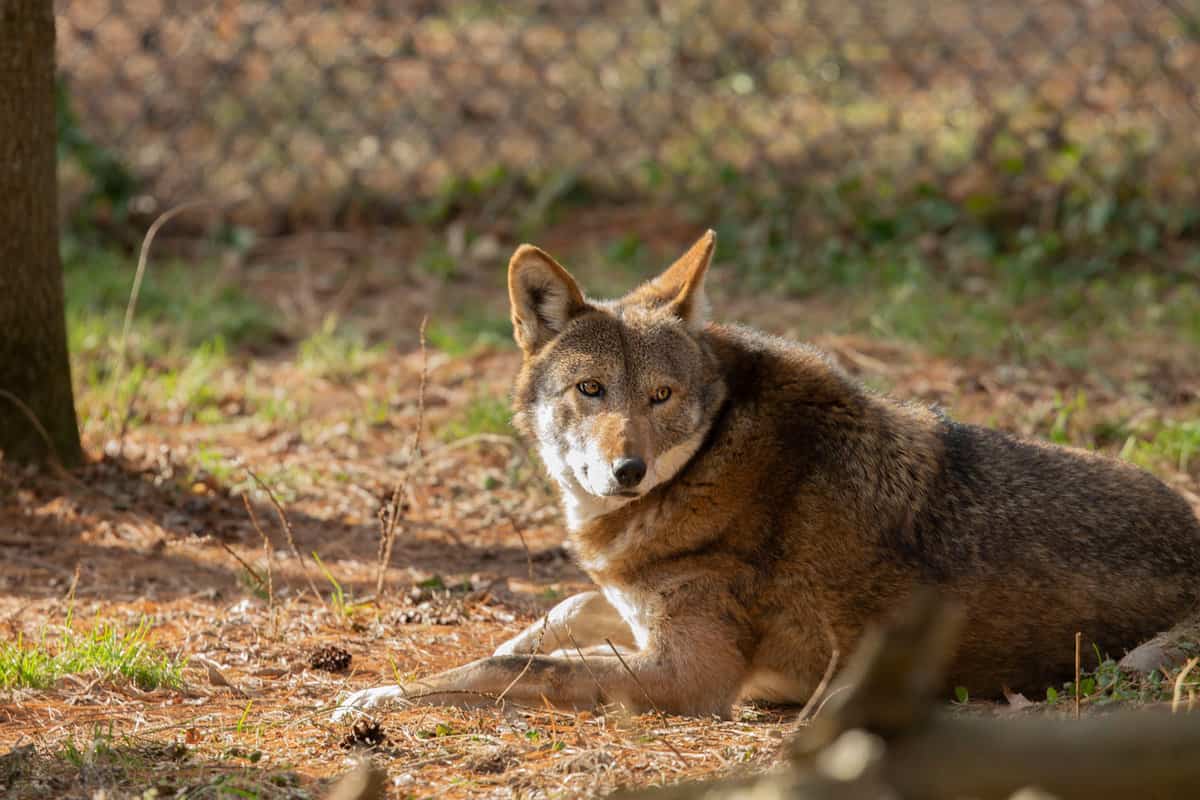 Wolf resting in its sanctuary