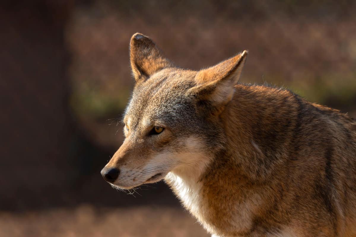 A Red wolf photographed up close