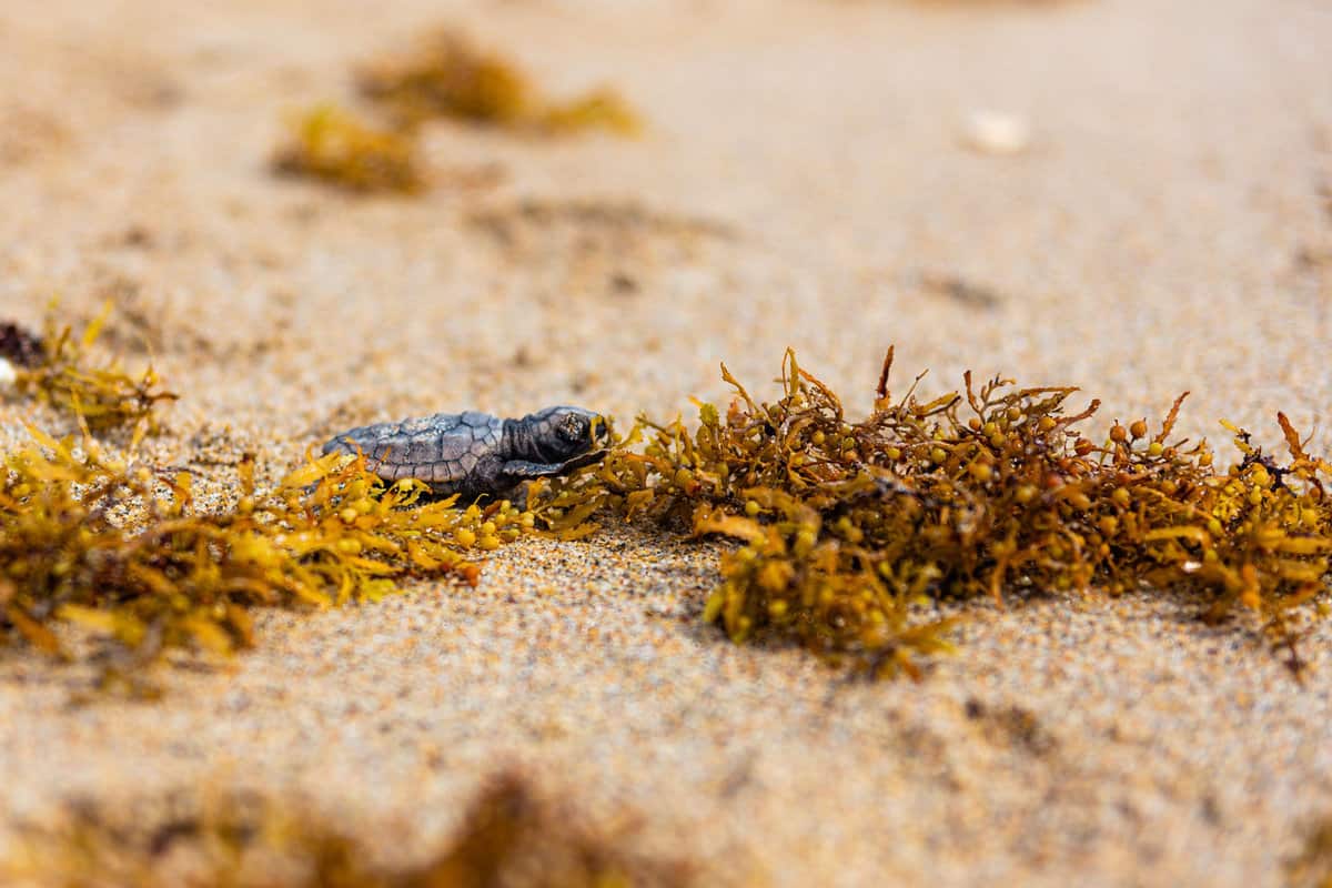 A tiny turtle crawling on the side