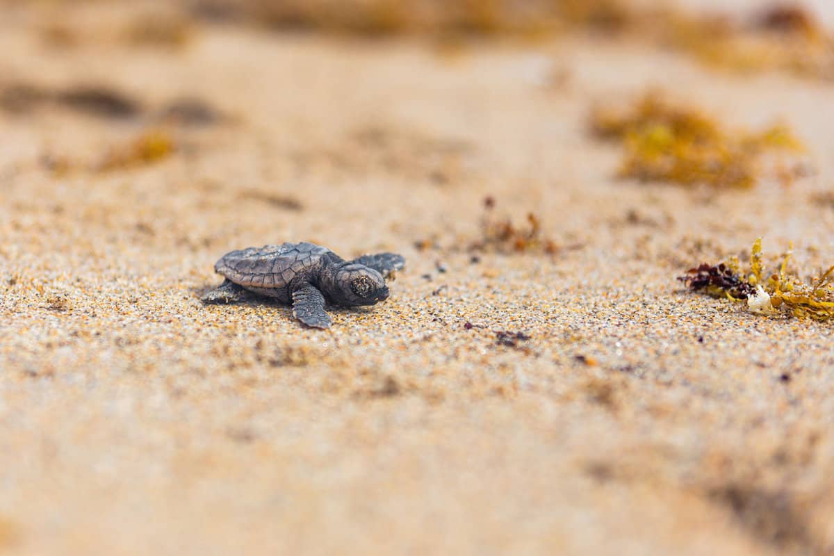 Tiny loggerhead turtle crawling on the sands