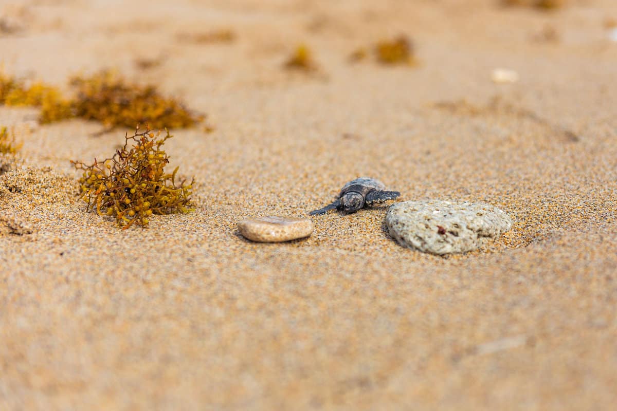 A loggerhead turtle photographed in palm beach florida