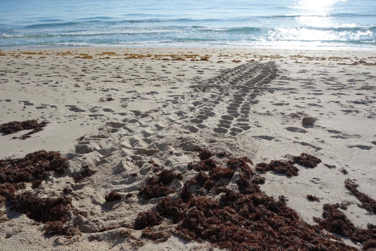 Turtle leaving a trail after nesting her eggs - turtle nesting in palm beach