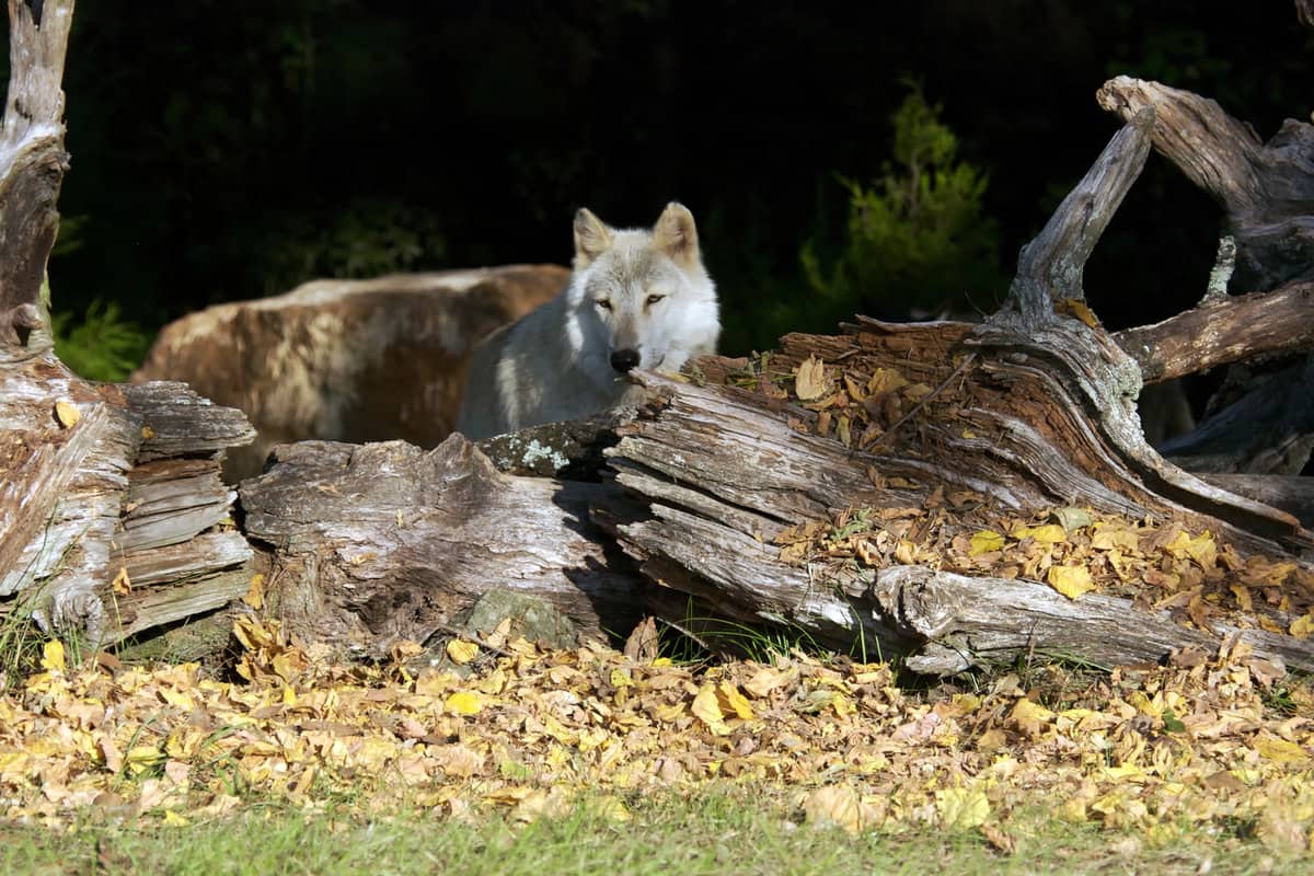 A gray wolf hidding in a tree in a natural preserve