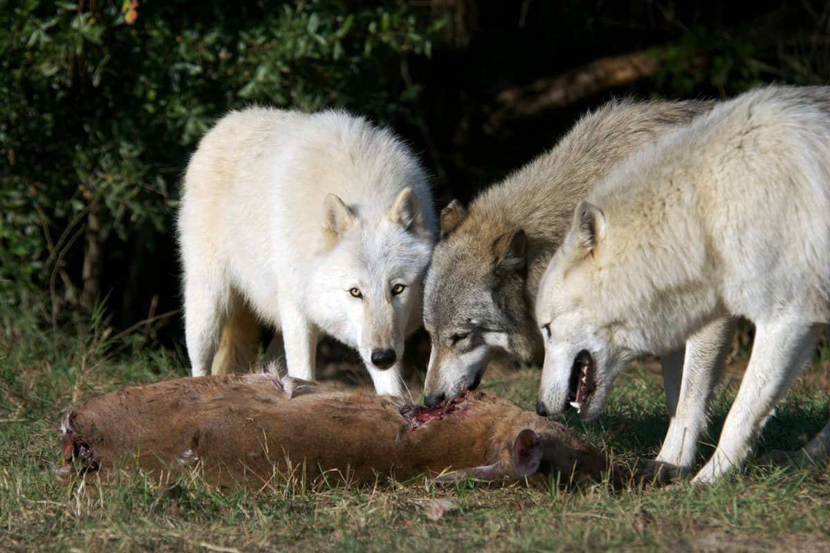 Three wolves eating a dead deer carcas