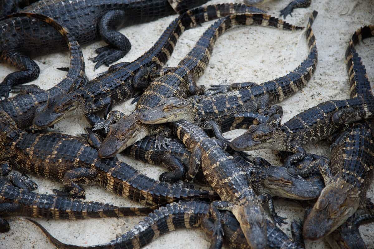 Baby alligators in the a breeding ground