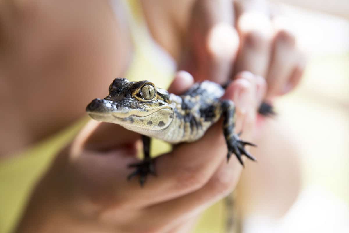 Properly holding a baby gator