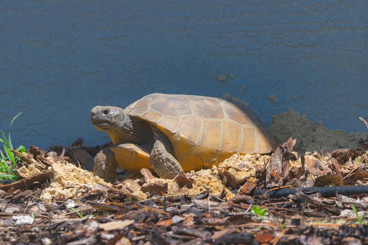 Loggerhead turtle in the rocky terrains of Palm beach, Florida