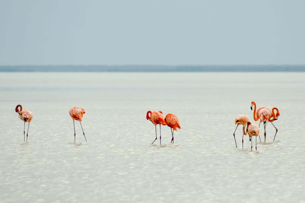 Flamingo Beach in Florida