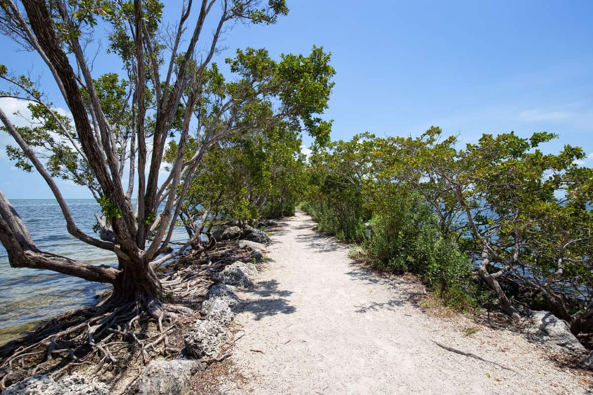 Buttonwood tree on a trail in Biscayne National Park in Florida