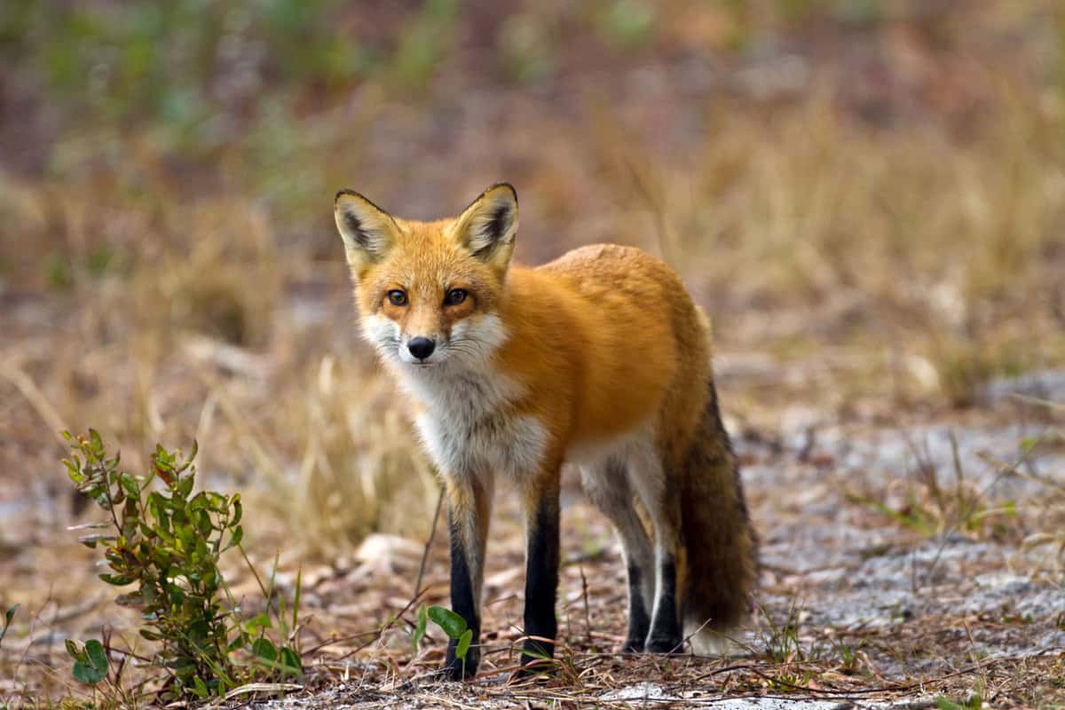 A red fox photographed at a Florida Wildlife preserve