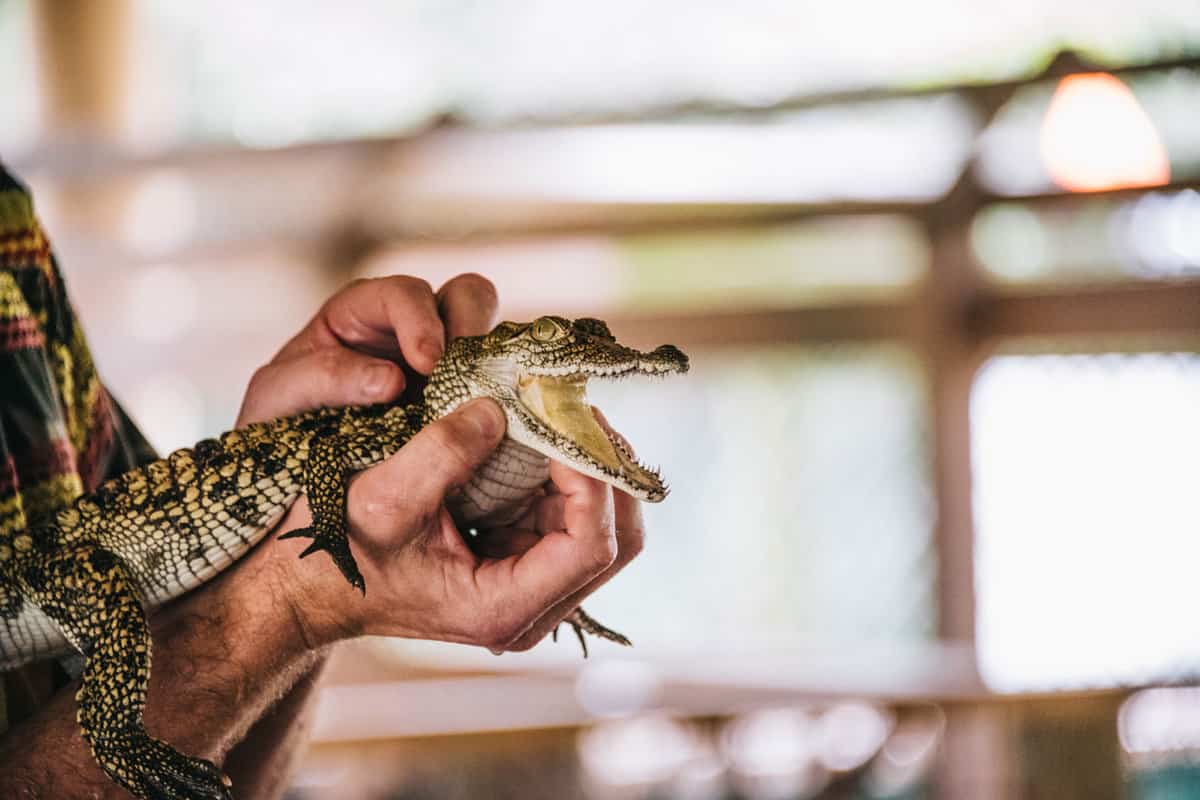 Wild life expert holding a small baby gator