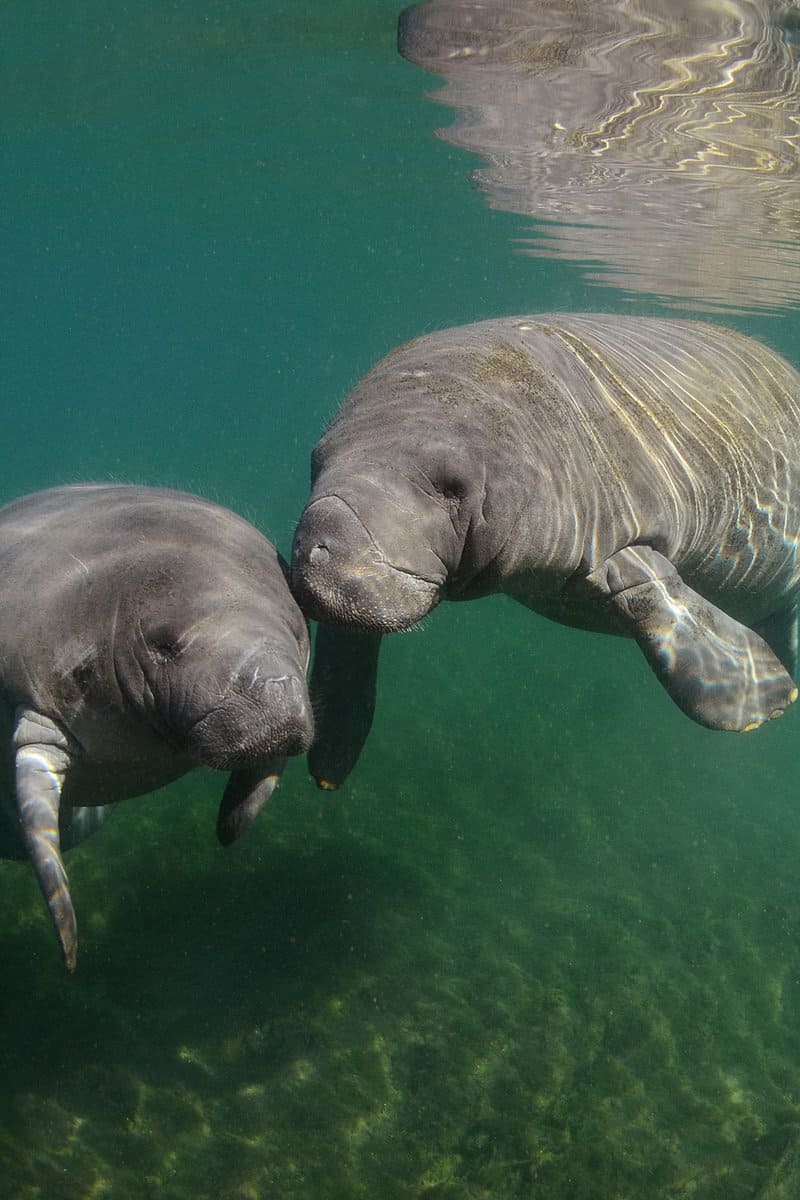 two Manatees in Florida