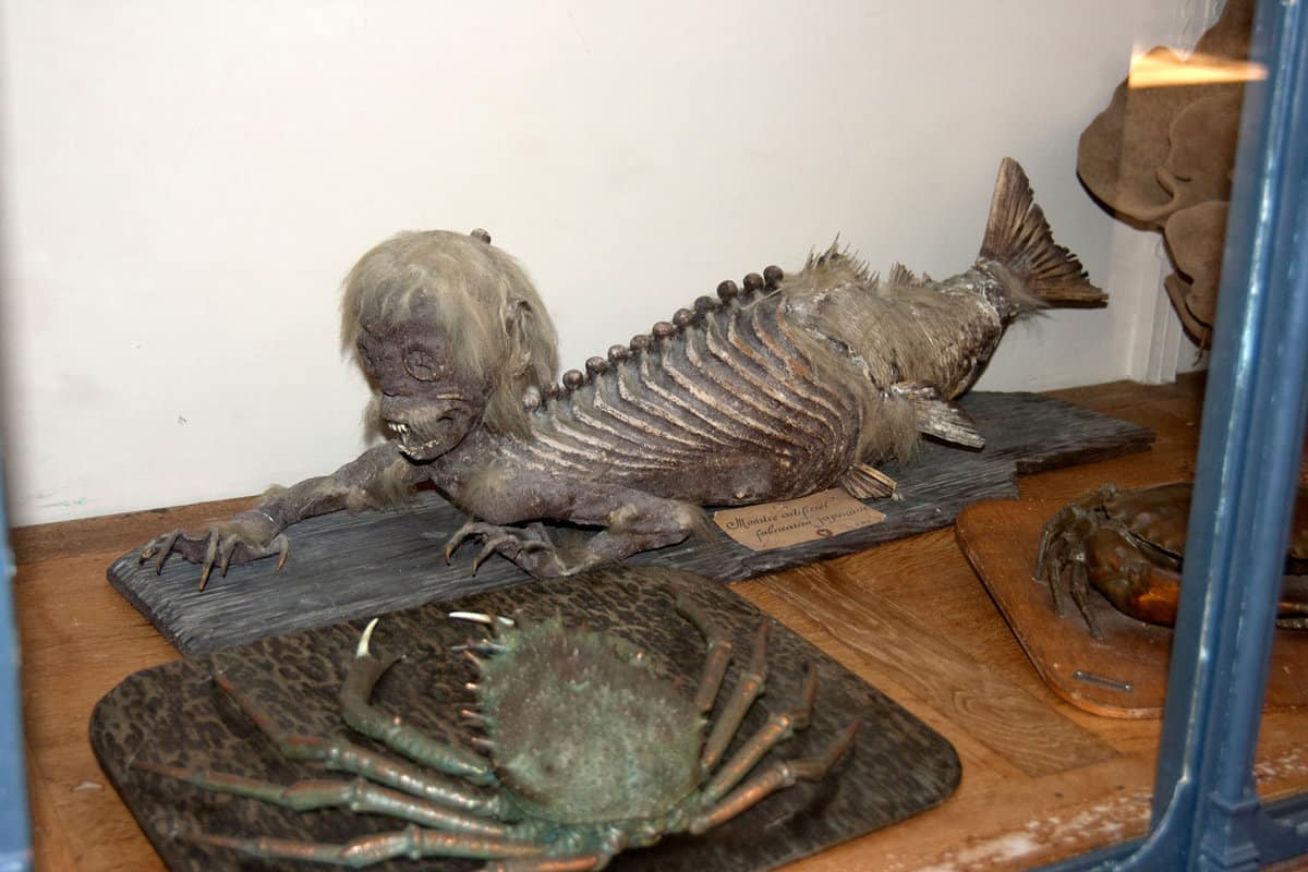 A Fiji mermaid. A fake object composed of the torso and head of a young monkey sewn to the back half of a fish.