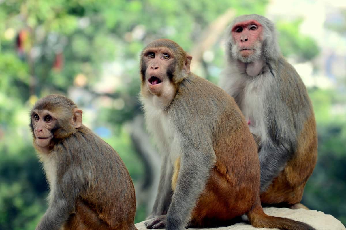 A closeup portrait of a beautiful Rhesus macaque family
