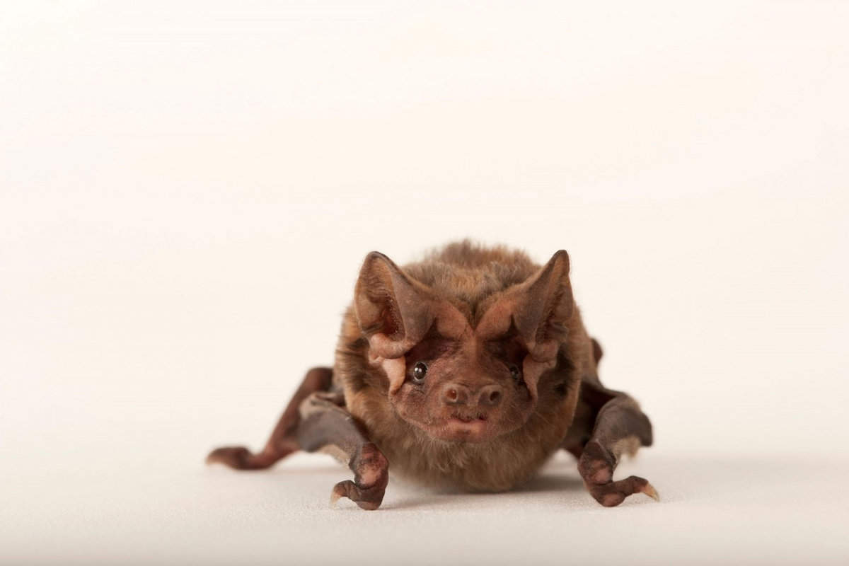 A critically endangered Florida bonneted bat
