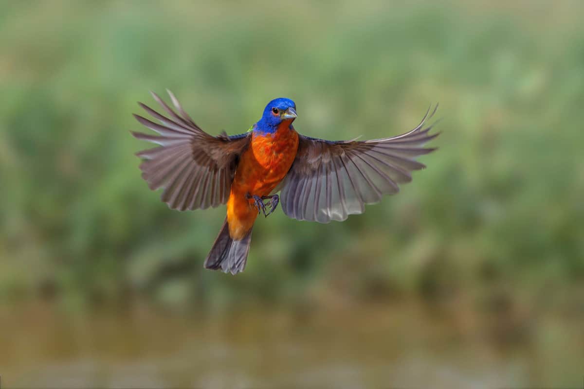 A male Painted Bunting is flying - Florida