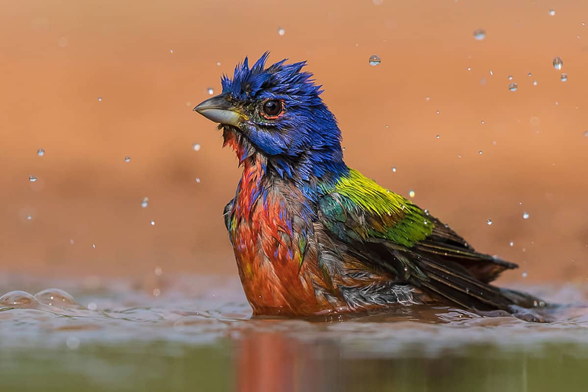 A very colorful painted bunting bathing with water droplets all around him with blurred sand in the background - Florida
