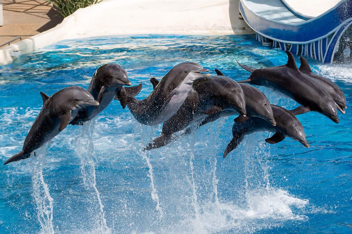  Amazing Dolphin Orlando, Florida. Atlantic Bottlenose Dolphins jumping and swimming.