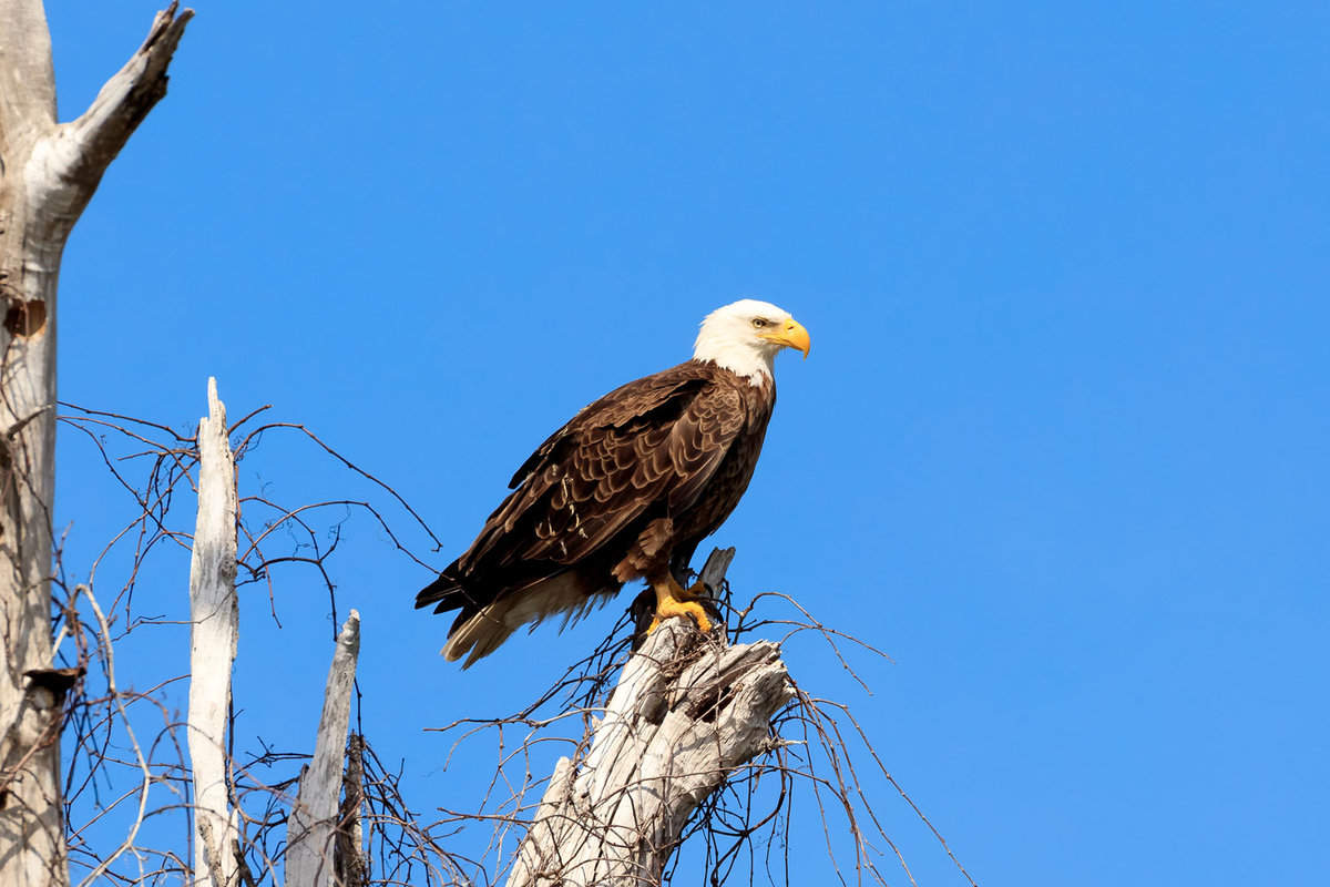 American bald eagle, haliaeetus leucocephalus, resting on an old tree, Florida, USA - Top 5 Sites to See Bald Eagles in Florida: A Birdwatcher's Guide