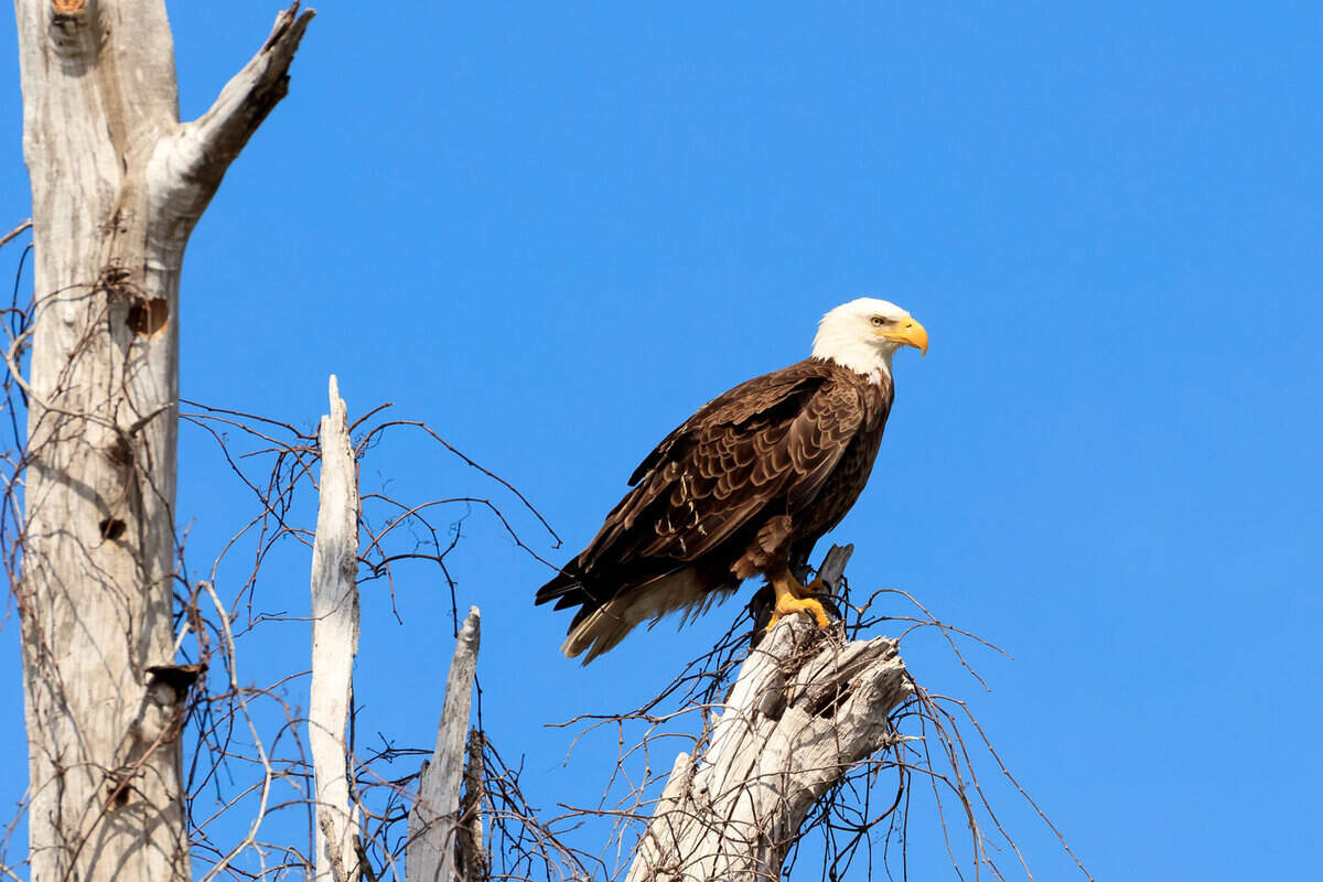 American bald eagle, haliaeetus leucocephalus, resting on an old tree, Florida, USA
